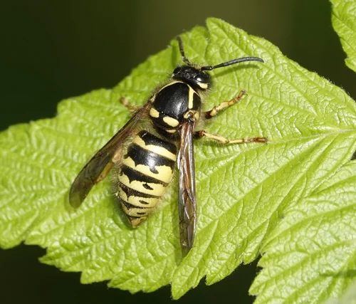 Macro photography of Dolichovespula adulterina