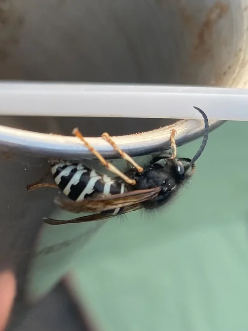 Macro photography of Dolichovespula pacifica