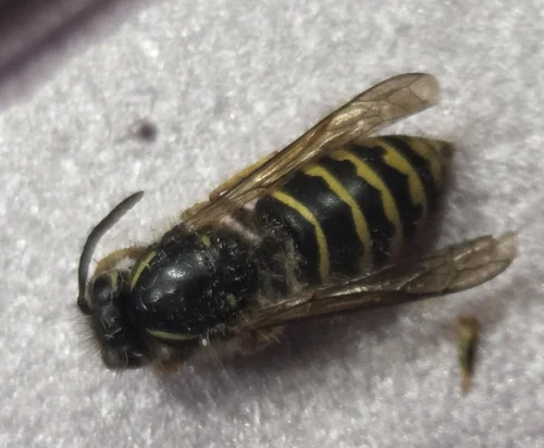 Macro photography of Dolichovespula alpicola