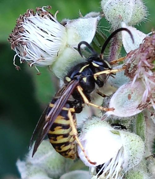Macro photography of Dolichovespula saxonica