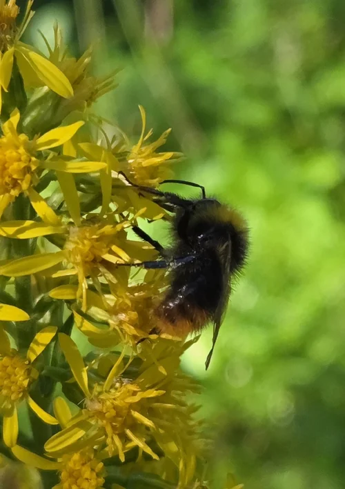 Macro photography of Bombus pratorum