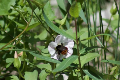 Macro photography of Bombus ignitus