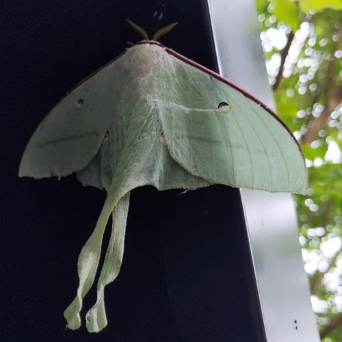 Macro photography of Actias ningpoana