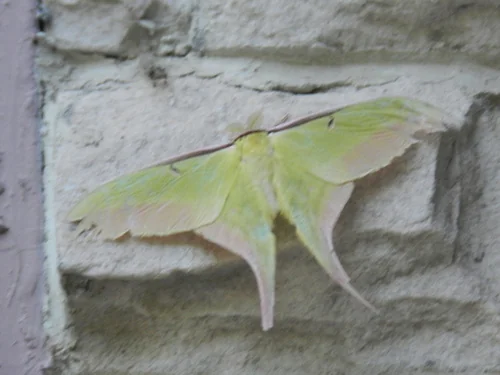 Macro photography of Long-tailed Luna Moth (Actias dubernardi), featuring Powdery, Long-tailed, Eyespotted characteristics, native to Yunnan, China.