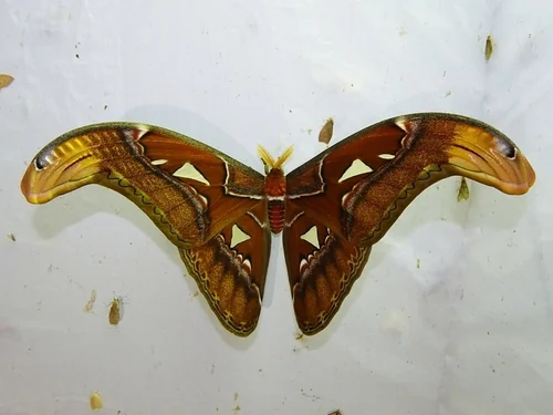 Macro photography of Atlas Moth (Attacus atlas), featuring Powdery, Long-tailed, Eyespotted characteristics, native to Yunnan, China.