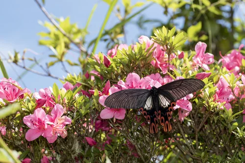 Macro photography of Chinese Wide-tail Swallowtail (Agehana maraho), featuring Emerald-scaled, Iridescent, Tailed characteristics, native to Taiwan, China.