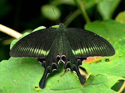 Macro photography of Chinese Peacock (Papilio bianor), featuring Emerald-scaled, Iridescent, Tailed characteristics, native to Nationwide, China.