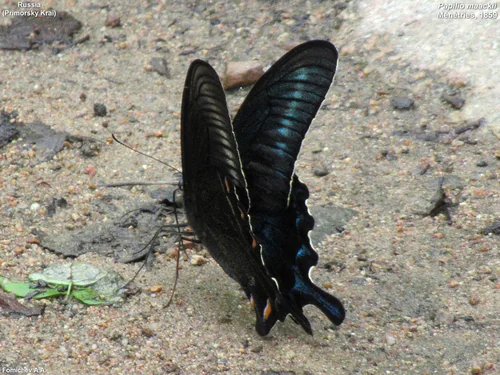 Macro photography of Green-band Peacock (Papilio maackii), featuring Emerald-scaled, Iridescent, Tailed characteristics, native to Nationwide, China.