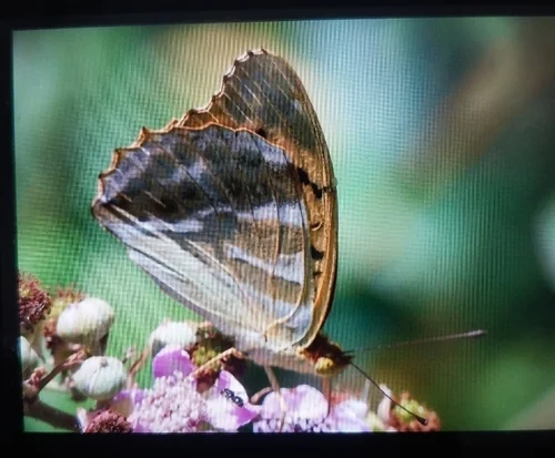Macro photography of Silver-washed Fritillary (Argynnis paphia), featuring Patterned, Velvet-like, Banded characteristics, native to Nationwide, China.