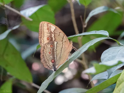 Macro photography of Banded Treebrown (Stichophthalma howqua), featuring Chitinous, Segmented, Natural characteristics, native to Yunnan, China.