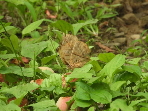 Macro photography of Orange Oakleaf (Kallima inachus), featuring Patterned, Velvet-like, Banded characteristics, native to Nationwide, China.