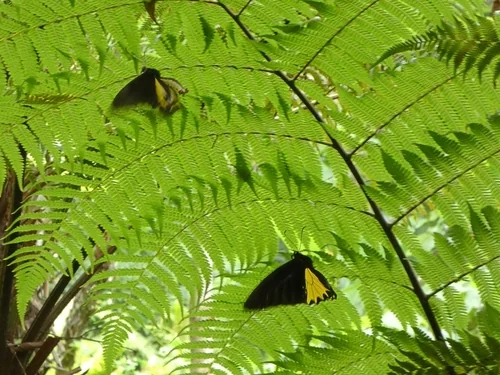 Macro photography of Common Birdwing (Troides helena), featuring Emerald-scaled, Iridescent, Tailed characteristics, native to Yunnan, China.