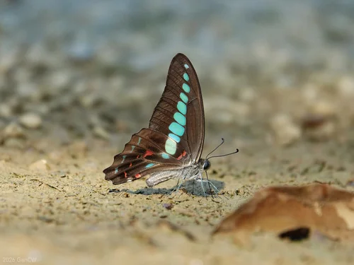 Macro photography of Common Bluebottle (Graphium sarpedon), featuring Emerald-scaled, Iridescent, Tailed characteristics, native to Nationwide, China.