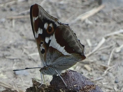 Macro photography of Purple Emperor (Apatura iris), featuring Patterned, Velvet-like, Banded characteristics, native to Nationwide, China.