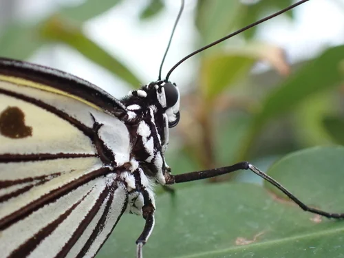 Macro photography of Paper Kite (Idea leuconoe), featuring Chitinous, Segmented, Natural characteristics, native to Yunnan, China.