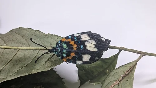 Macro photography of Twin-spot Burnet (Erasmia pulchella), featuring Warning-colored, Day-flying, Metalmark characteristics, native to Yunnan, China.