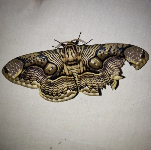 Macro photography of Brahmin Moth (Brahmaea hearseyi), featuring Chitinous, Segmented, Natural characteristics, native to Yunnan, China.