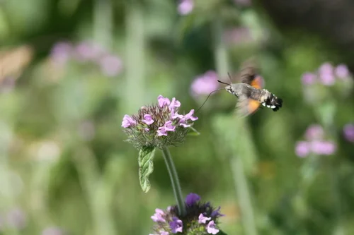 Macro photography of Hummingbird Hawk-moth (Macroglossum stellatarum), featuring Fuzzy, Streamlined, Fast-flying characteristics, native to Nationwide, China.