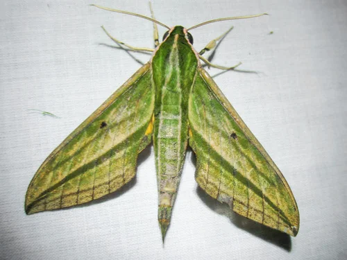 Macro photography of Green-striped Hawk-moth (Cechenena pollux), featuring Fuzzy, Streamlined, Fast-flying characteristics, native to Yunnan, China.