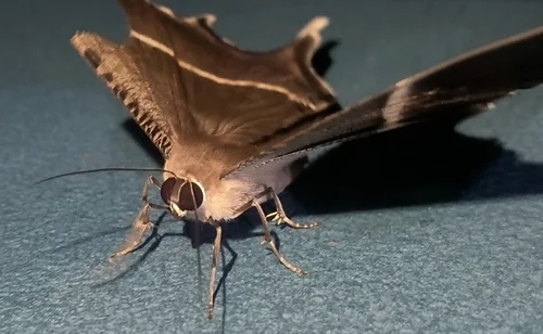 Macro photography of Tropical Swallowtail Moth (Lyssa zampa), featuring Swallow-tailed, Iridescent, Tropical characteristics, native to Yunnan, China.