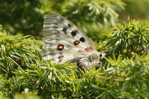 Macro photography of Apollo (Parnassius apollo), featuring Chitinous, Segmented, Natural characteristics, native to Xinjiang, China.