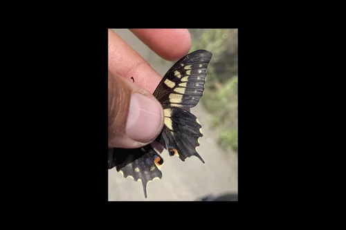 Macro photography of Papilio machaon