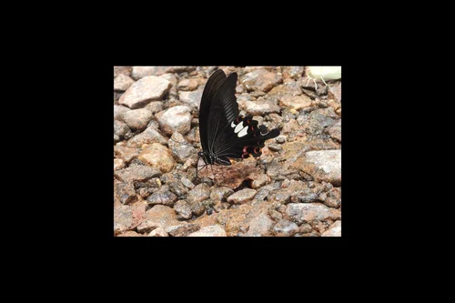 Macro photography of Papilio helenus