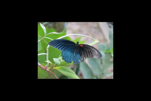 Macro photography of Papilio memnon