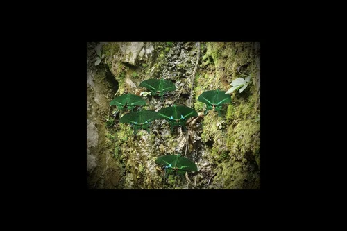 Macro photography of Papilio paris