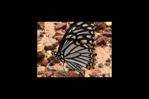 Macro photography of Chilasa clytia