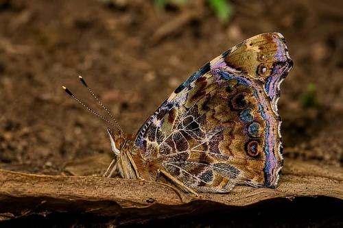 Macro photography of Vanessa indica