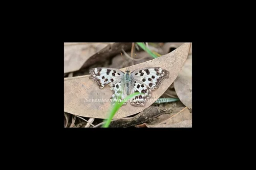 Macro photography of Polygonia c-aureum