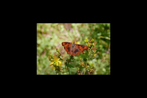 Macro photography of Polygonia c-album