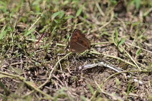 Macro photography of Junonia almana