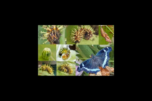Macro photography of Kaniska canace