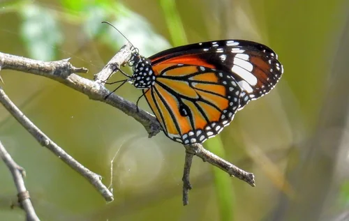 Macro photography of Danaus genutia