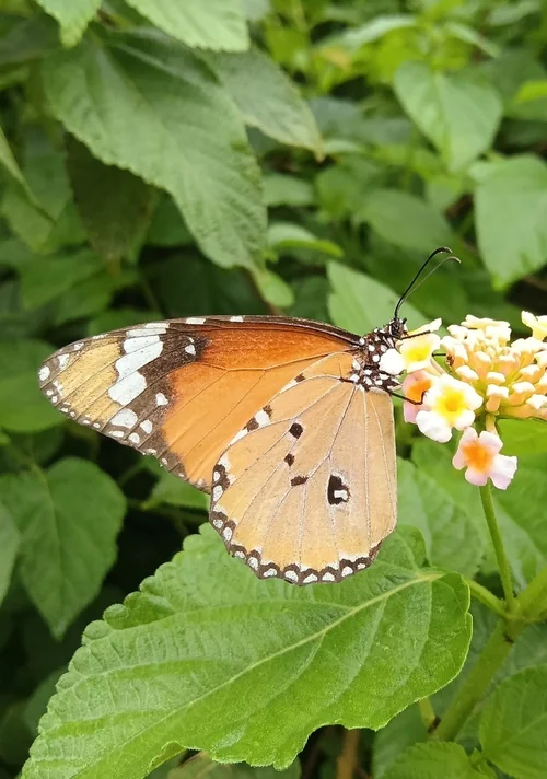 Macro photography of Danaus chrysippus