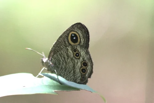 Macro photography of Ypthima baldus