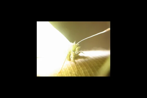 Macro photography of Pieris rapae