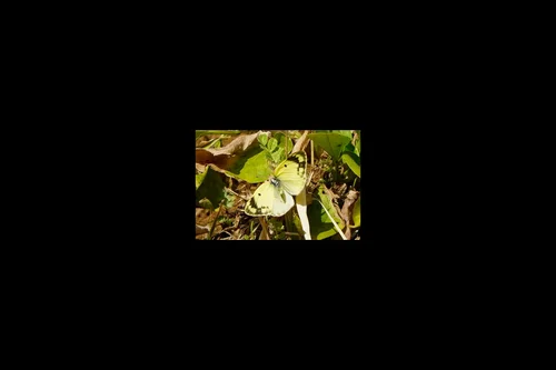 Macro photography of Colias poliographus