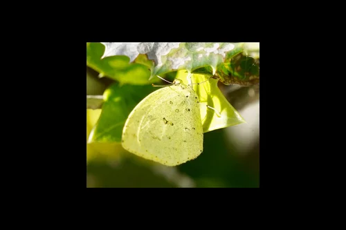 Macro photography of Eurema mandarina