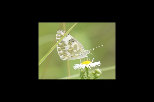 Macro photography of Pontia daplidice