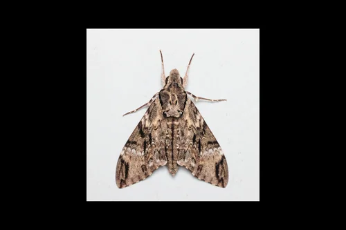Macro photography of Psilogramma menephron