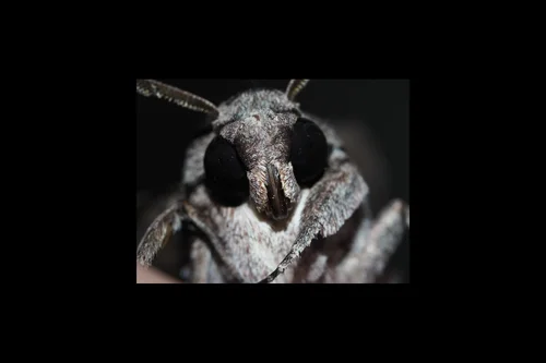 Macro photography of Agrius convolvuli
