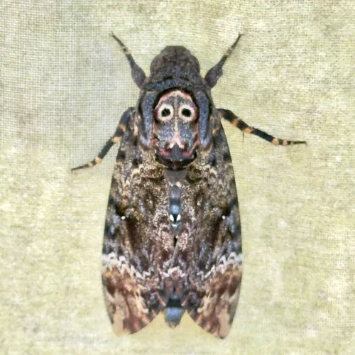 Macro photography of Acherontia lachesis