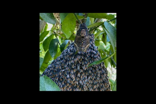 Macro photography of Acherontia styx