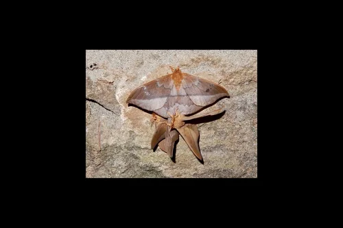 Macro photography of Cricula trifenestrata