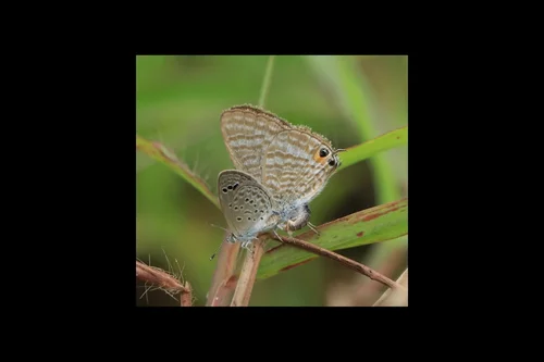 Macro photography of Lampides boeticus