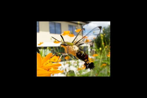 Macro photography of Cephonodes hylas