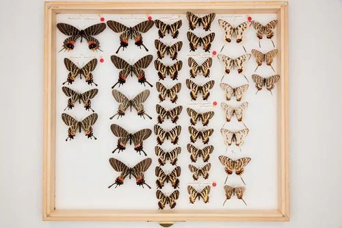 Macro photography of Thaidina Bhutanitis (Bhutanitis thaidina), featuring Scales, Wing patterns, Color gradient characteristics, native to 四川、云南、西藏, China.